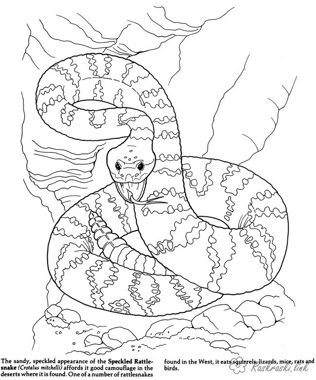 Розмальовки Рептилії розмальовки рептилії, розмальовки природа, змія, тварини