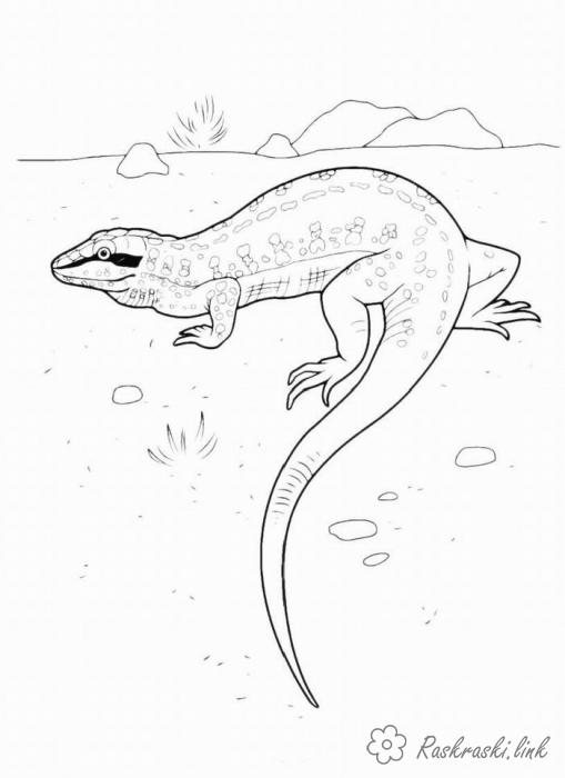 Розмальовки Рептилії розмальовки рептилії, розмальовки природа, ящірка