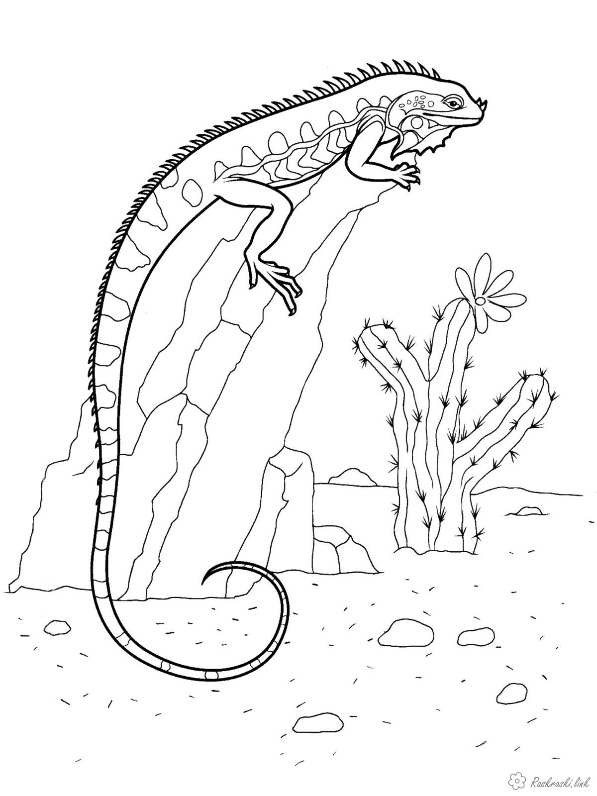 Розмальовки природа Рептилії, ігуана, пустеля, кактус