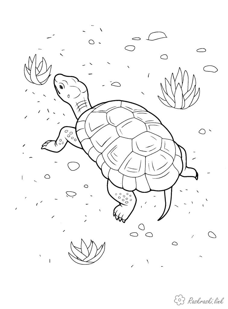 Розмальовки природа Рептилії, черепаха