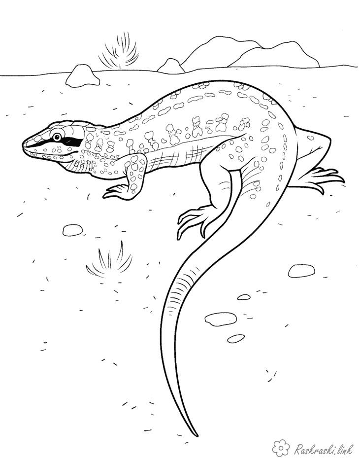 Розмальовки природа Рептилії, ящірка