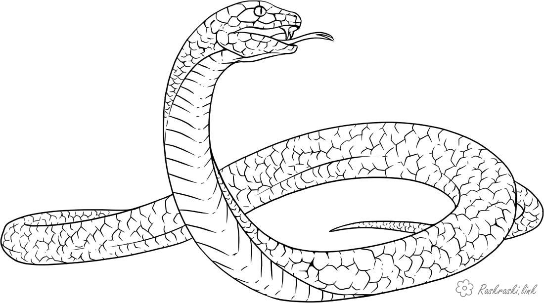 Раскраски Рептилии Рептилии, змея