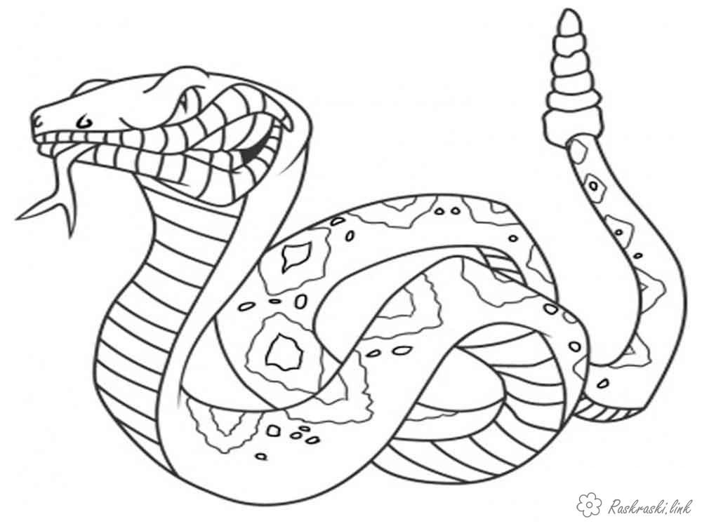 Розмальовки природа Рептилії, змія, гримуча змія