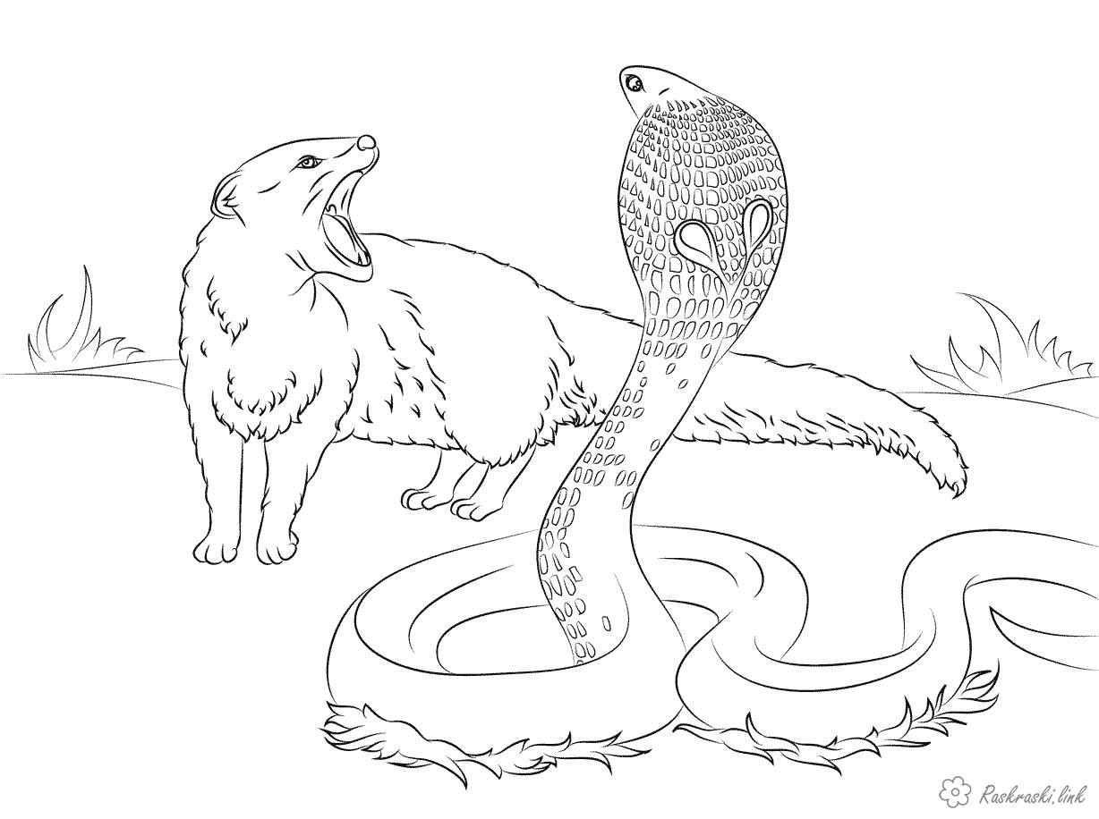 Розмальовки Рептилії Рептилії, змія, кобра, мангуст