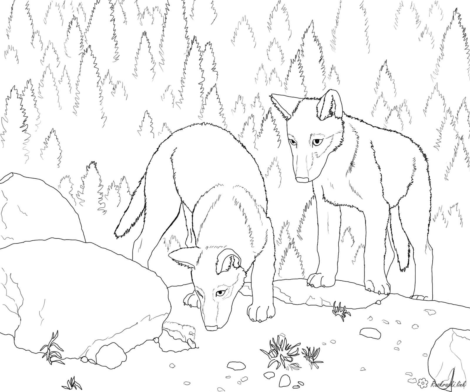 Розмальовки Лісові тварини Дитяча розфарбування лісові тварини, вовки