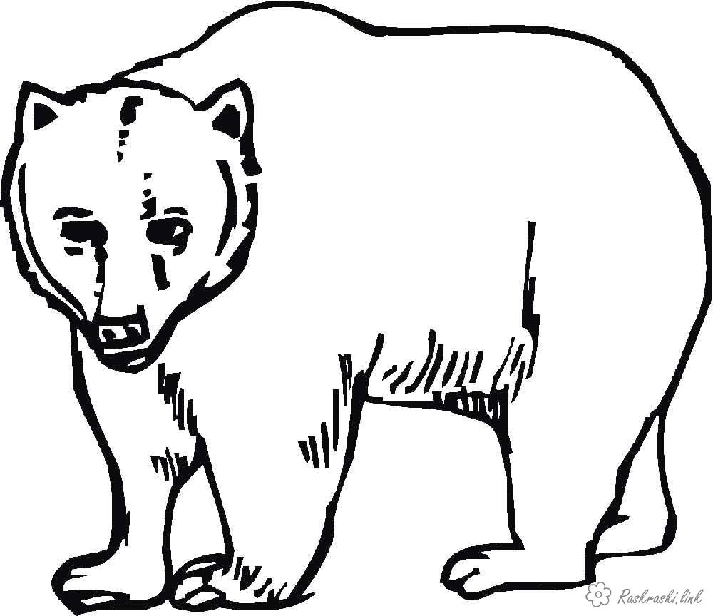 Розмальовки дітей Дитяча розфарбування ведмідь, лісові тварини