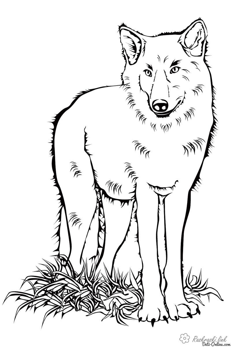 Раскраски Лесные животные Детская раскраска лесные животные, волк