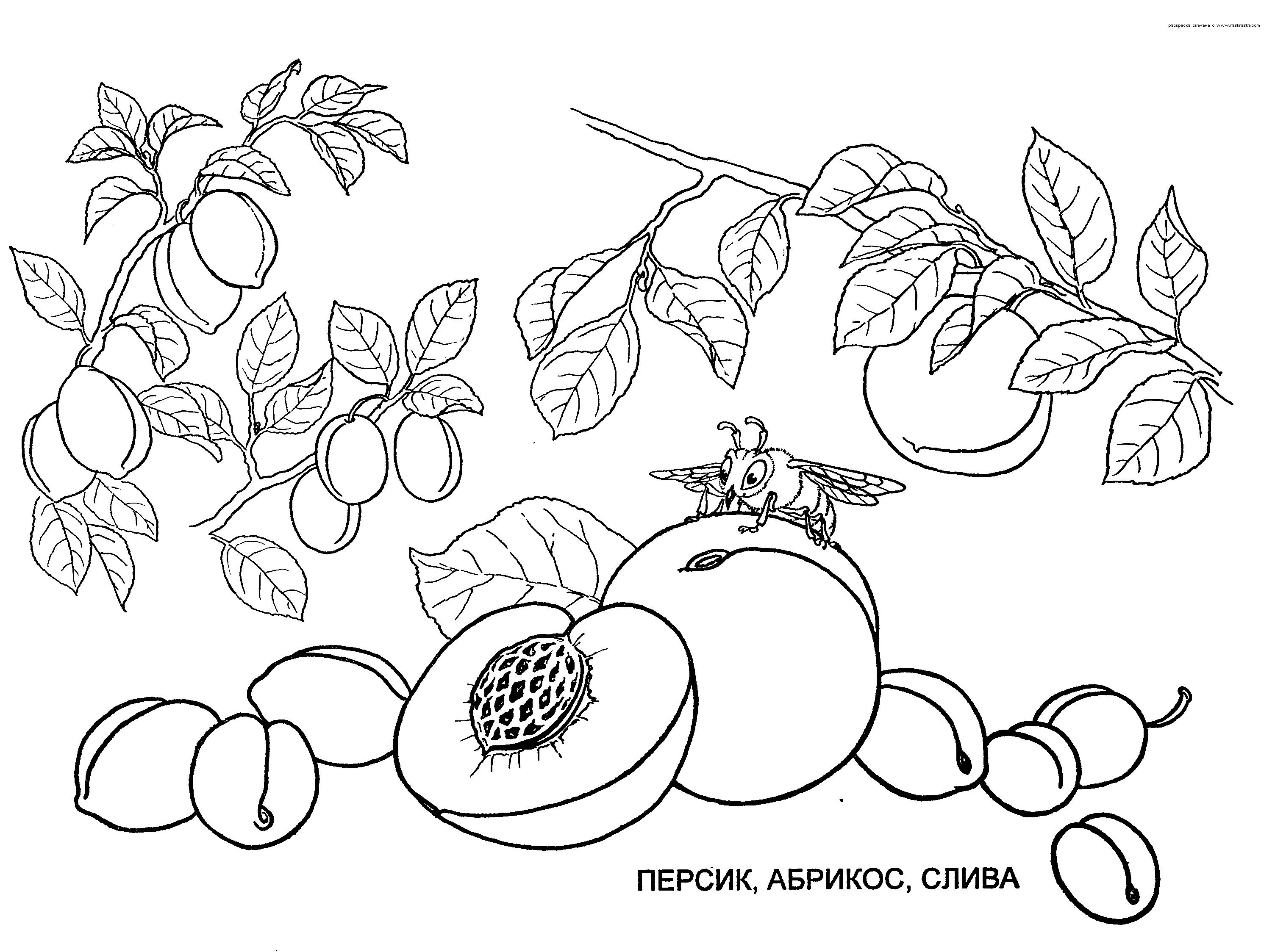 Розмальовки дитяча Дитяча розфарбування рослини, абрикос, слива