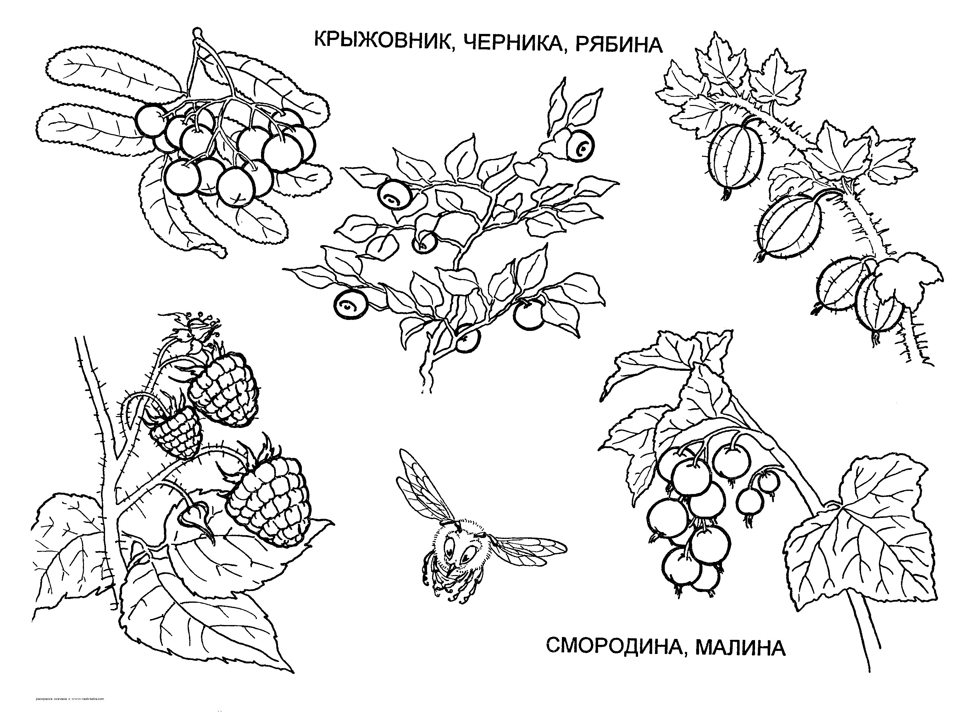 Раскраски Растения Детская раскраска растения,  ягоды