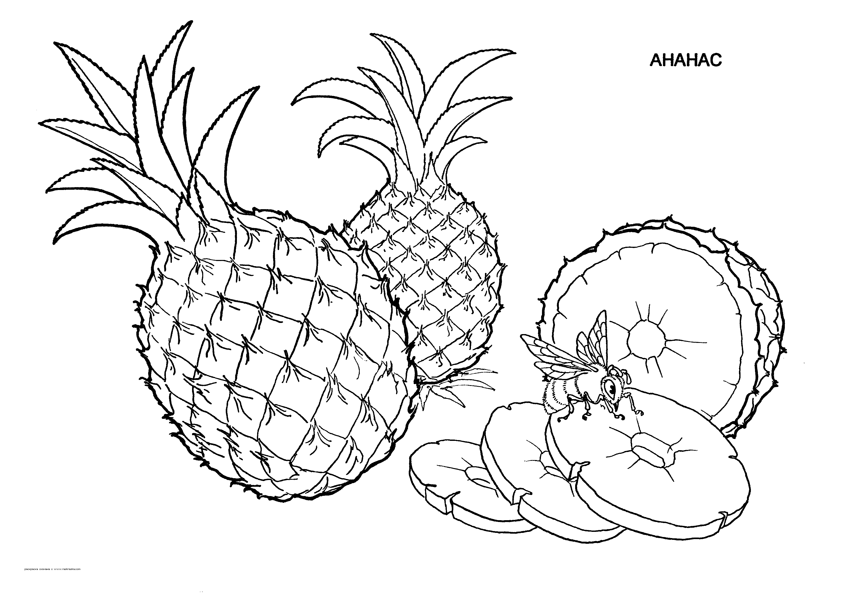 Розмальовки природа Дитяча розфарбування рослини, ананас