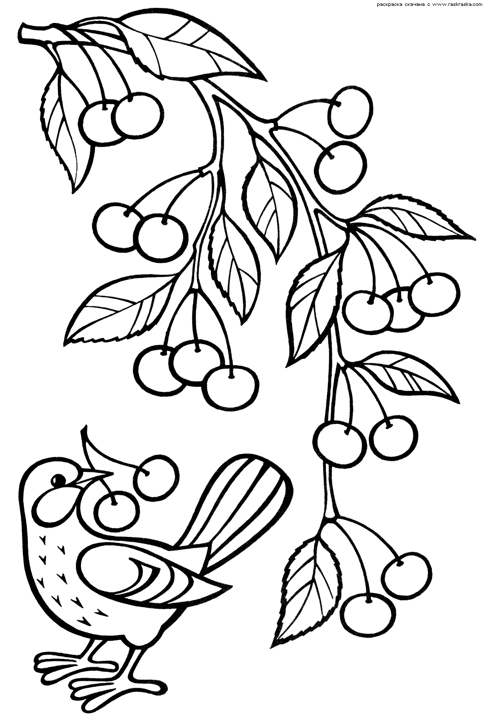 Розмальовки розмальовка Дитяча розфарбування рослини, ягоди, вишня