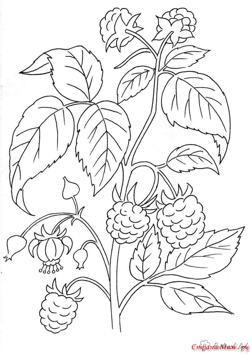 Розмальовки розмальовка Дитяча розфарбування рослини, ягоди, ожина