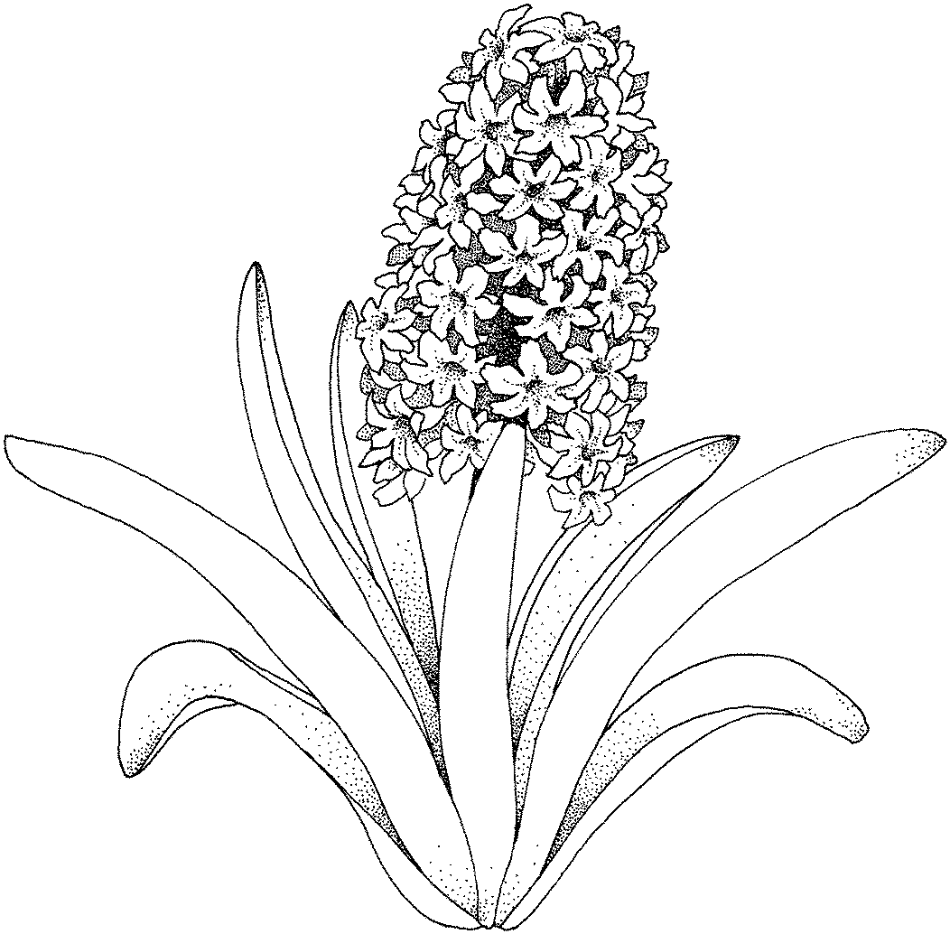 Розмальовки розмальовка Дитяча розфарбування рослини, красиву квітку