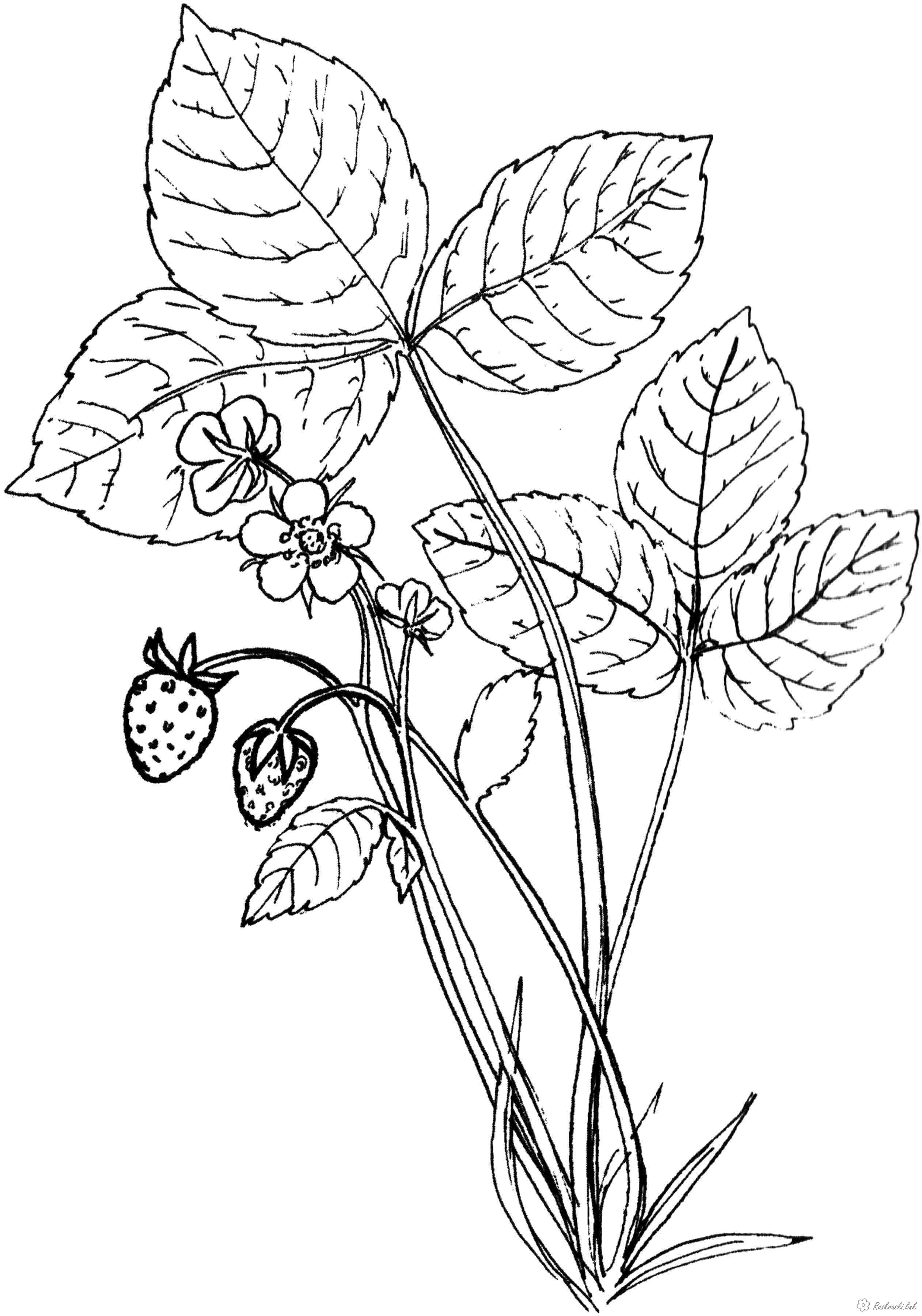 Розмальовки дитяча Дитяча розфарбування рослини, квіти