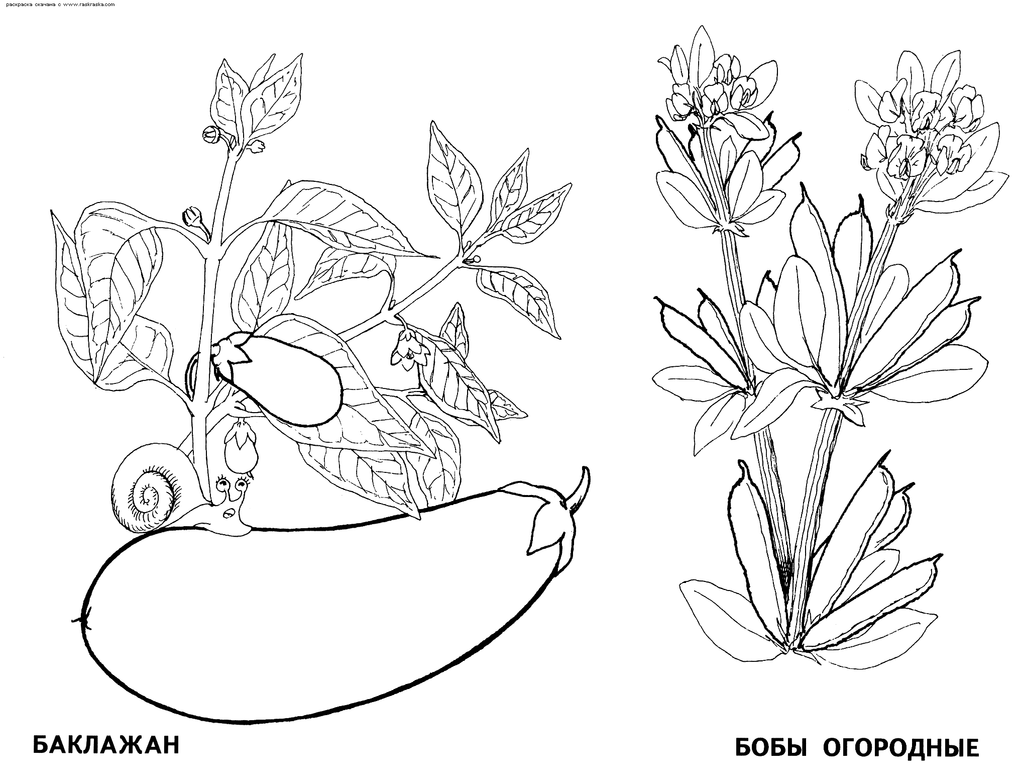 Розмальовки Рослини Дитяча розфарбування овочі, баклажан, бобові