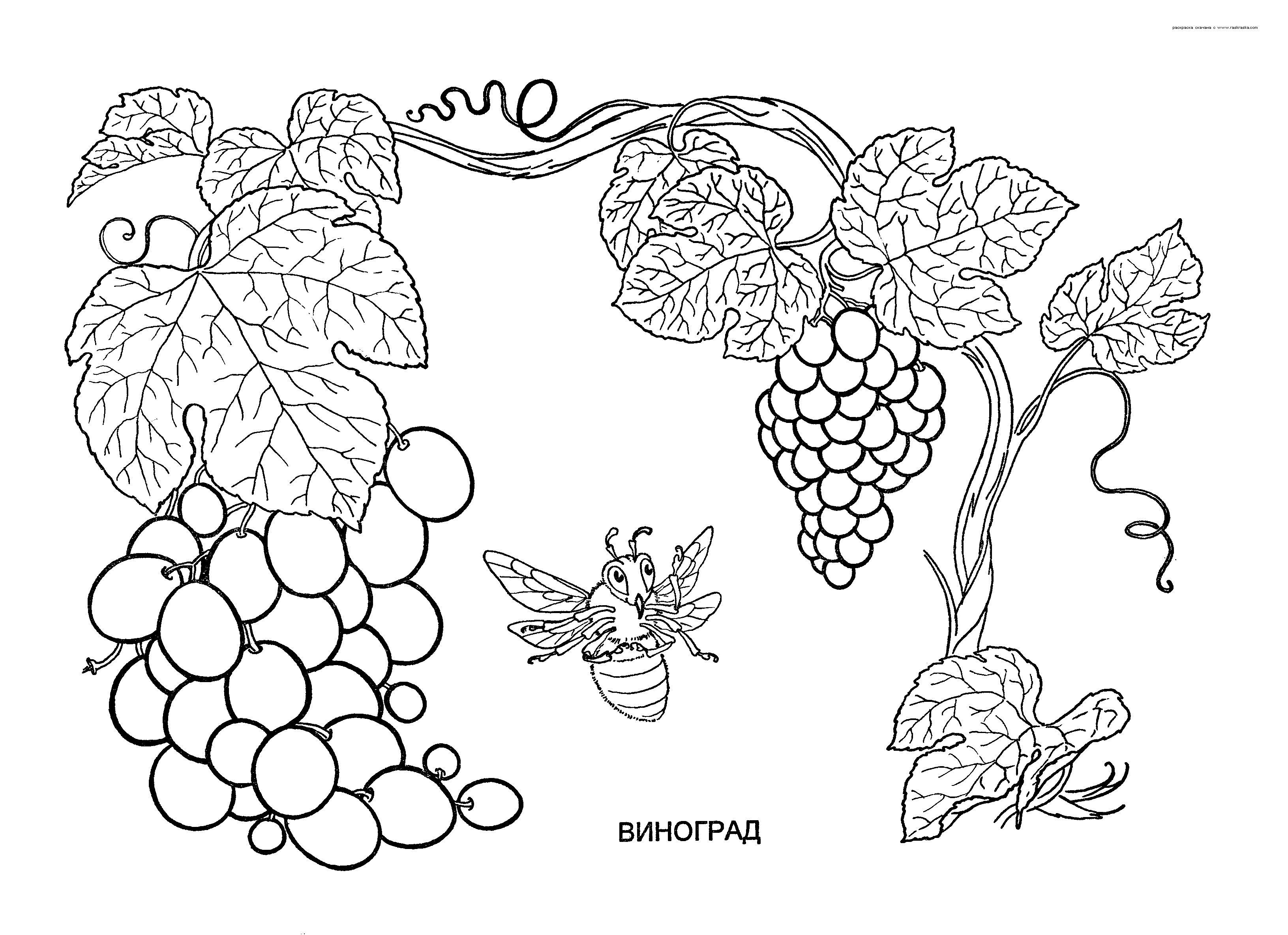 Раскраски Растения Детская раскраска растения,  виноград