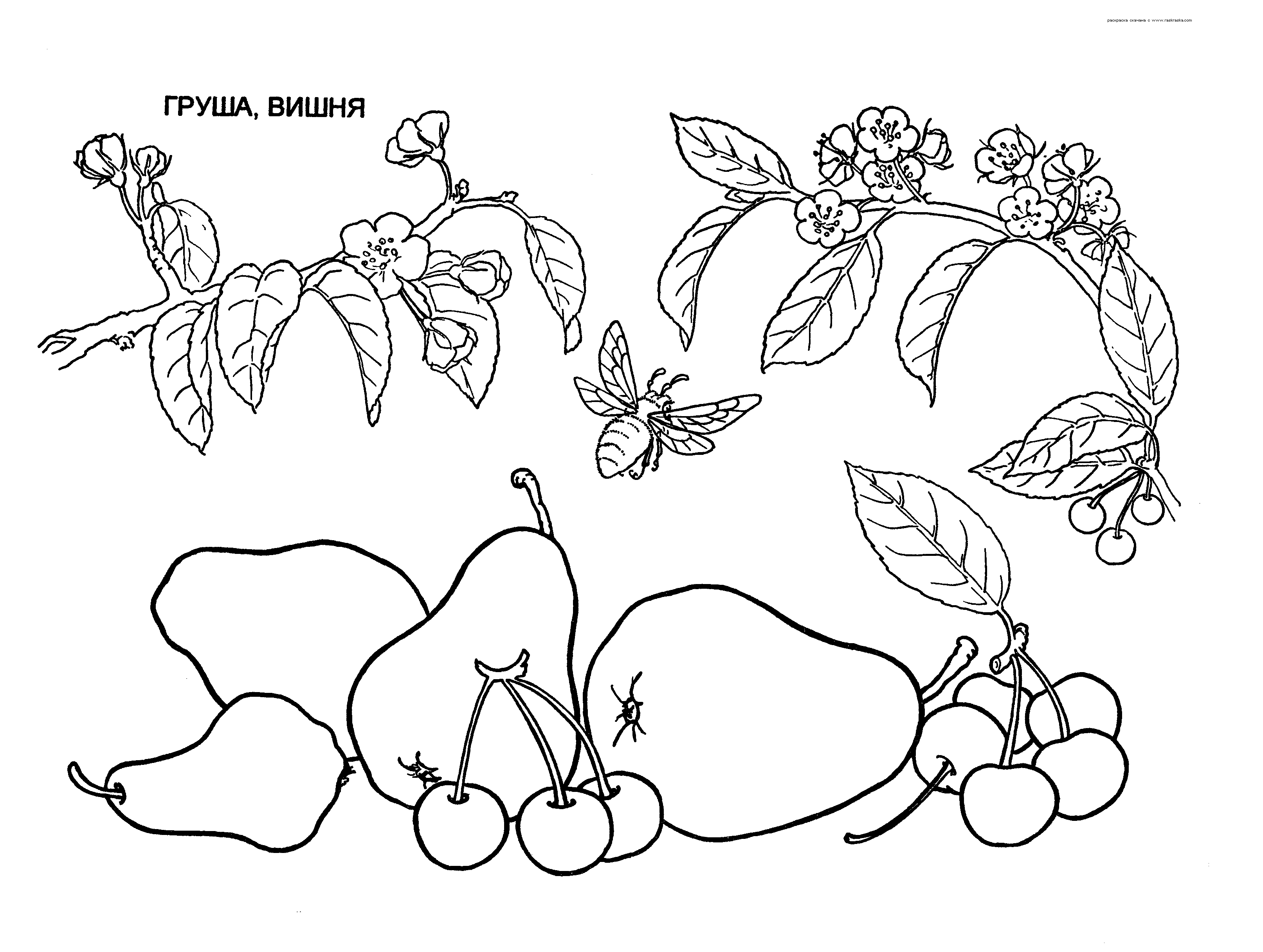 Розмальовки природа Дитяча розфарбування рослини груша, вишня