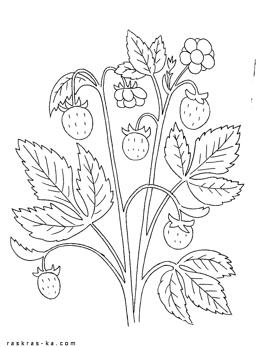 Раскраски Растения Детская раскраска растения, земленика