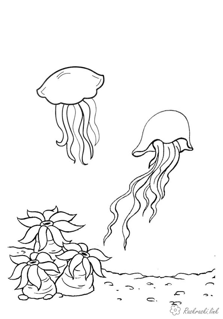 Раскраски Подводный мир детская раскраска подводный мир,  медузы, водоросли