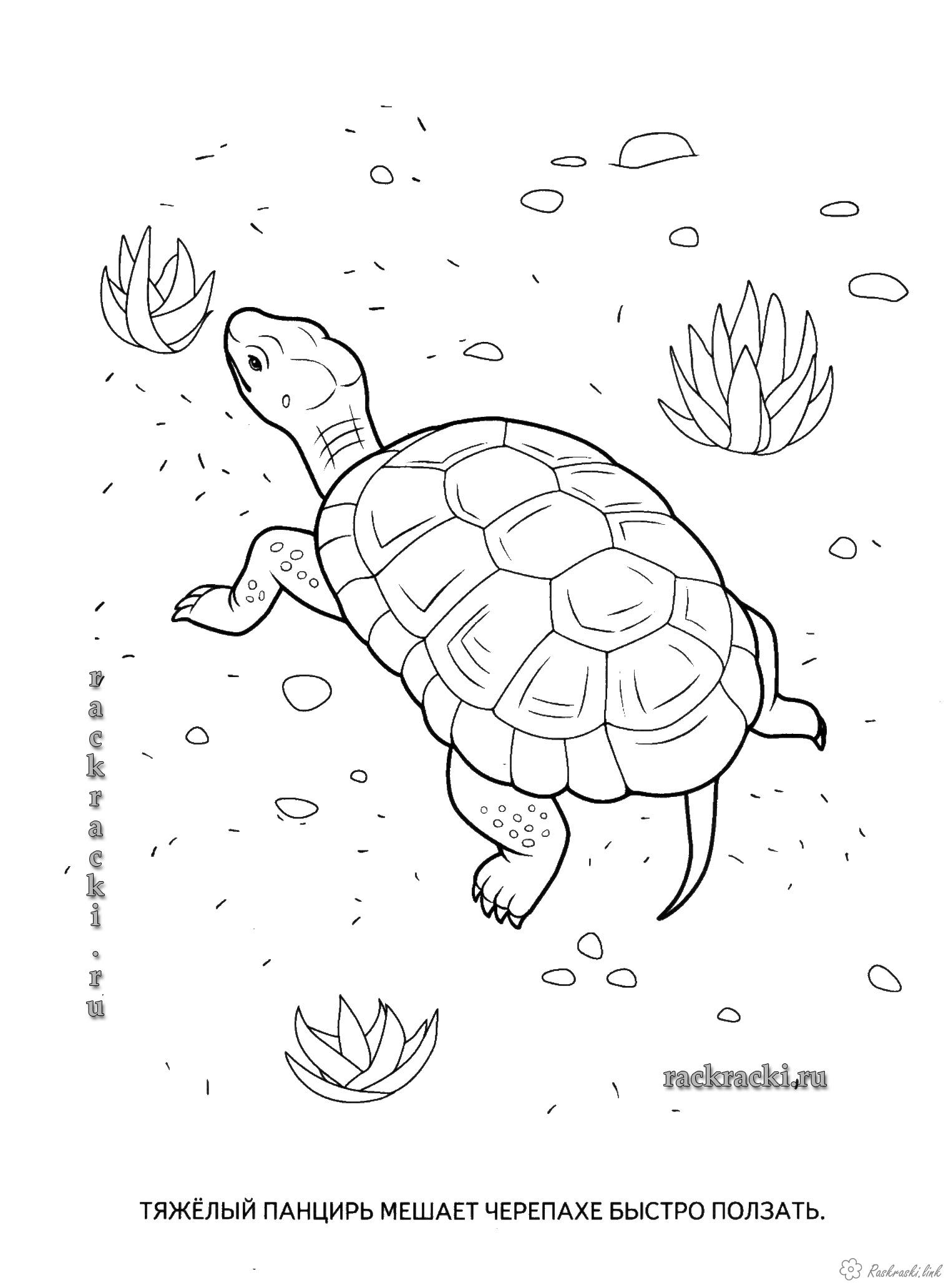 Розмальовки природа Дитяча розфарбування рептилії, черепаха
