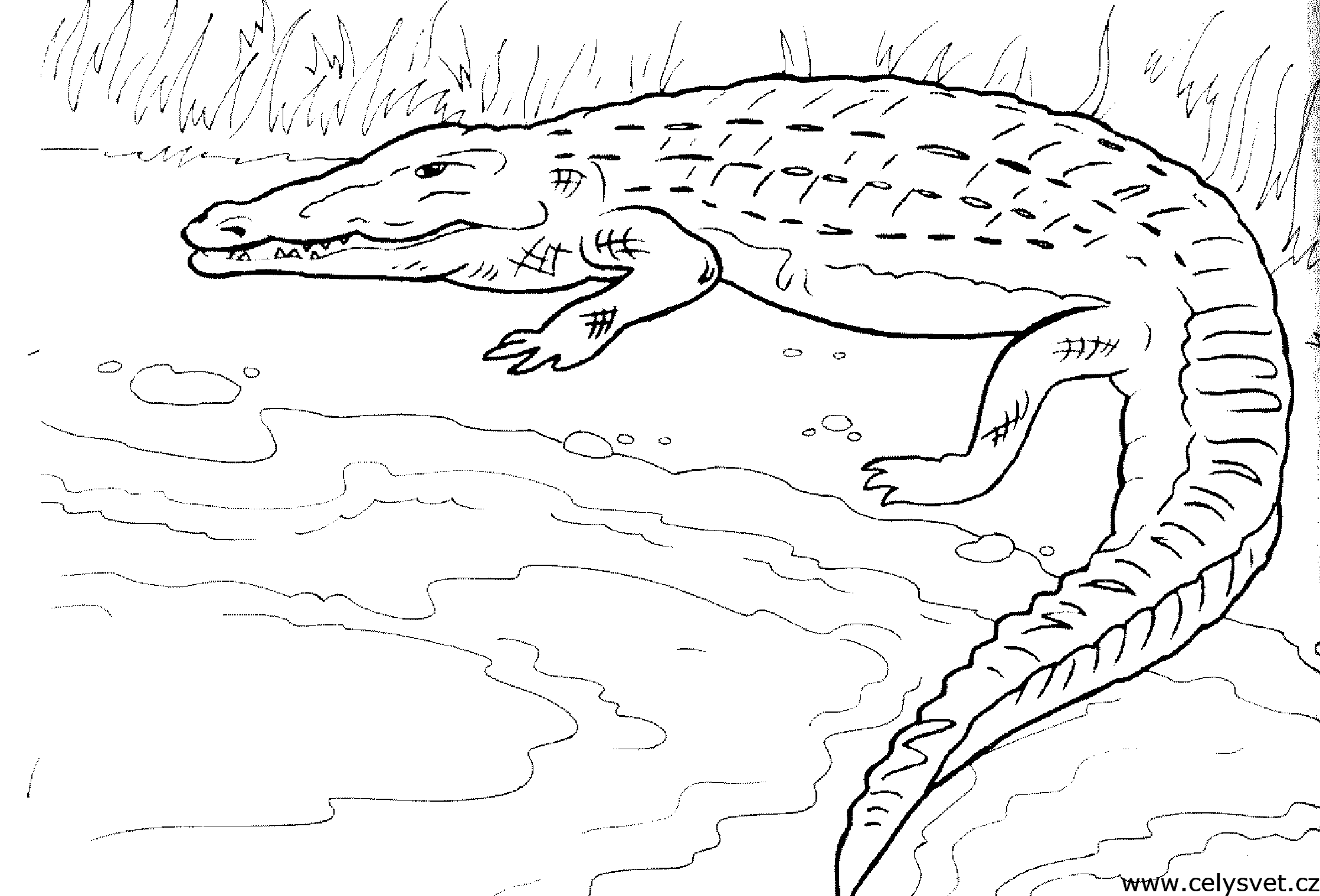 Розмальовки природа Дитяча розфарбування рептилії, крокодил