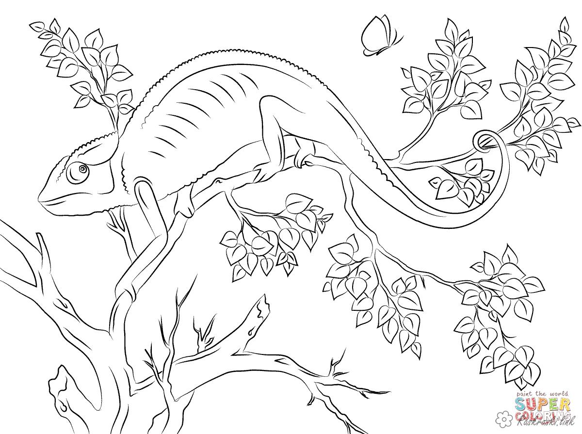Розмальовки Рептилії Дитяча розфарбування, рептилії, хамелион