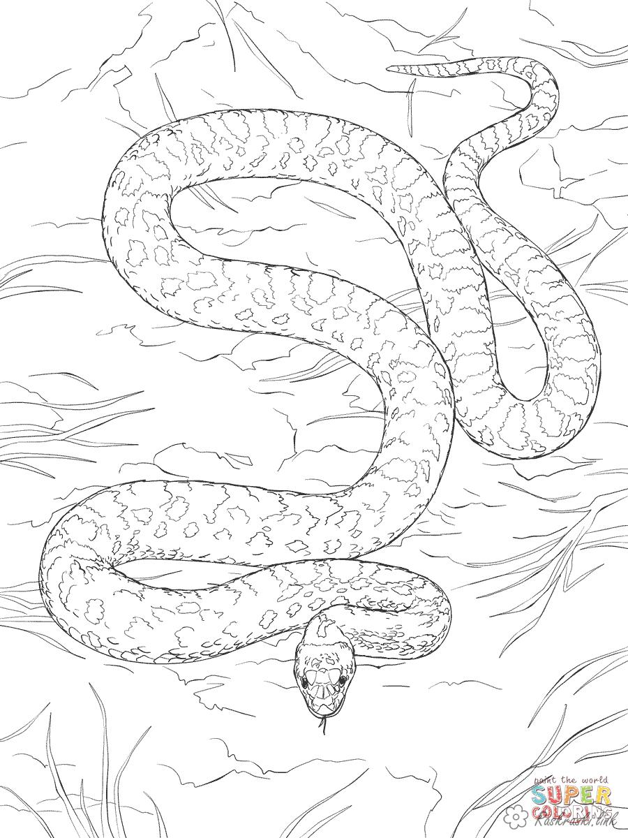 Розмальовки дитяча Дитяча розфарбування рептилії, змія