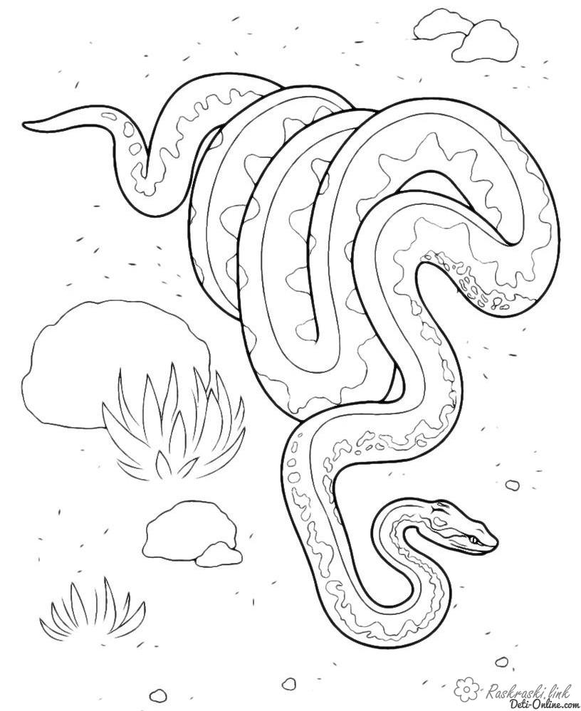 Розмальовки змії Дитяча розфарбування рептилії, змії