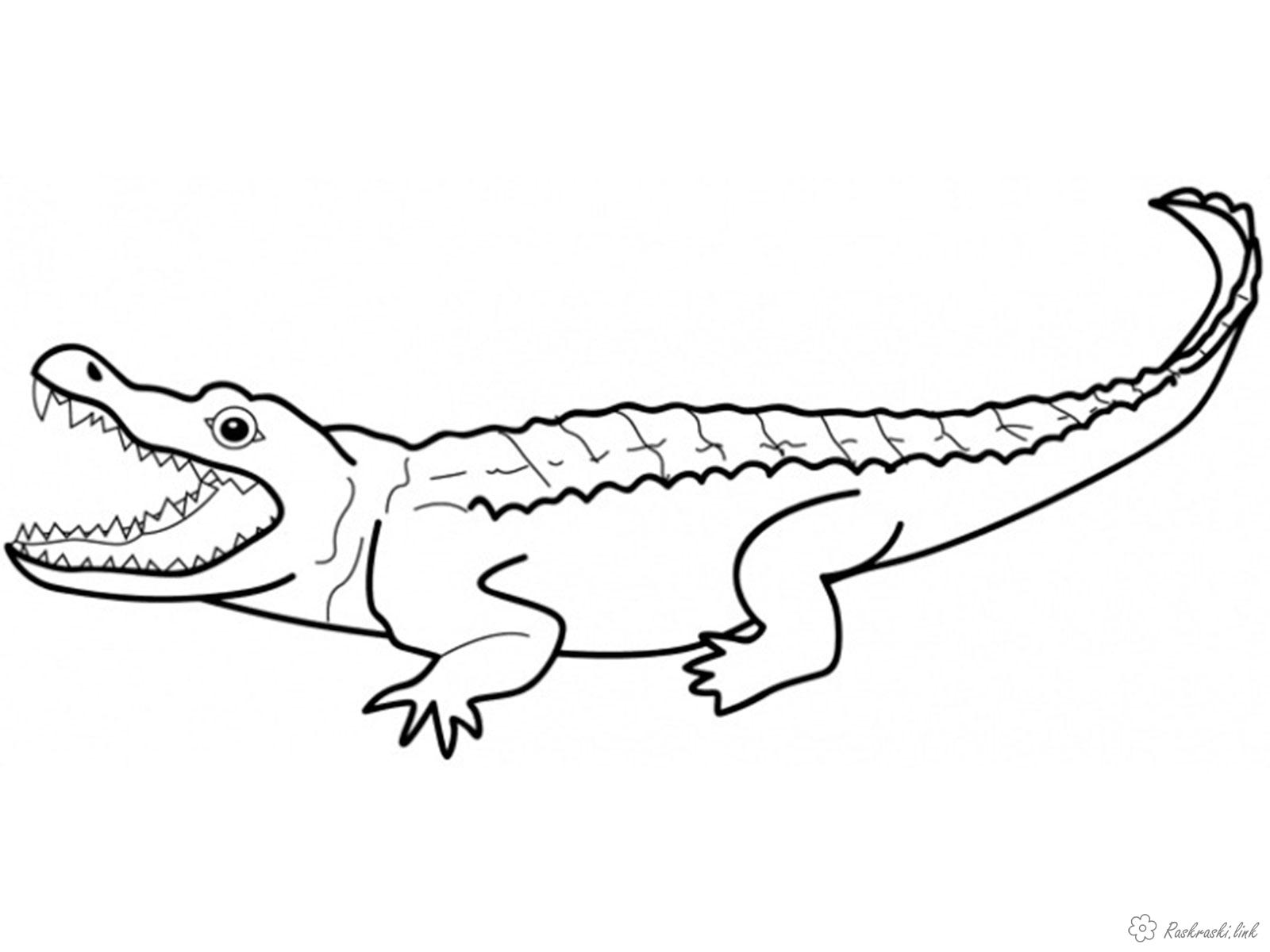 Розмальовки дитяча Дитяча розфарбування рептилії, крокодил