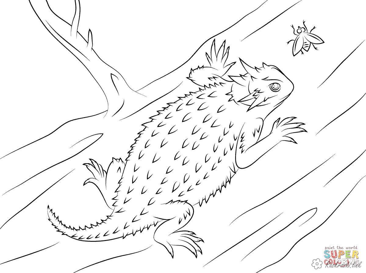 Розмальовки дитяча Дитяча розфарбування рептилії, ящірка