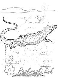 Раскраски Рептилии Детская раскраска рептилии, ящерица