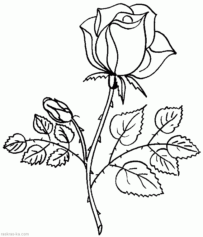 Розмальовки квітка розфарбування троянда, розфарбування квіти, картинки троянди