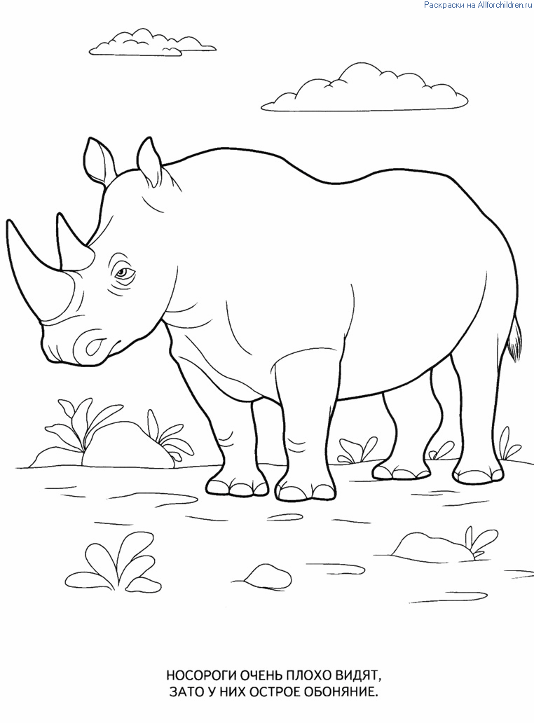 Розмальовки носоріг лісові тварини