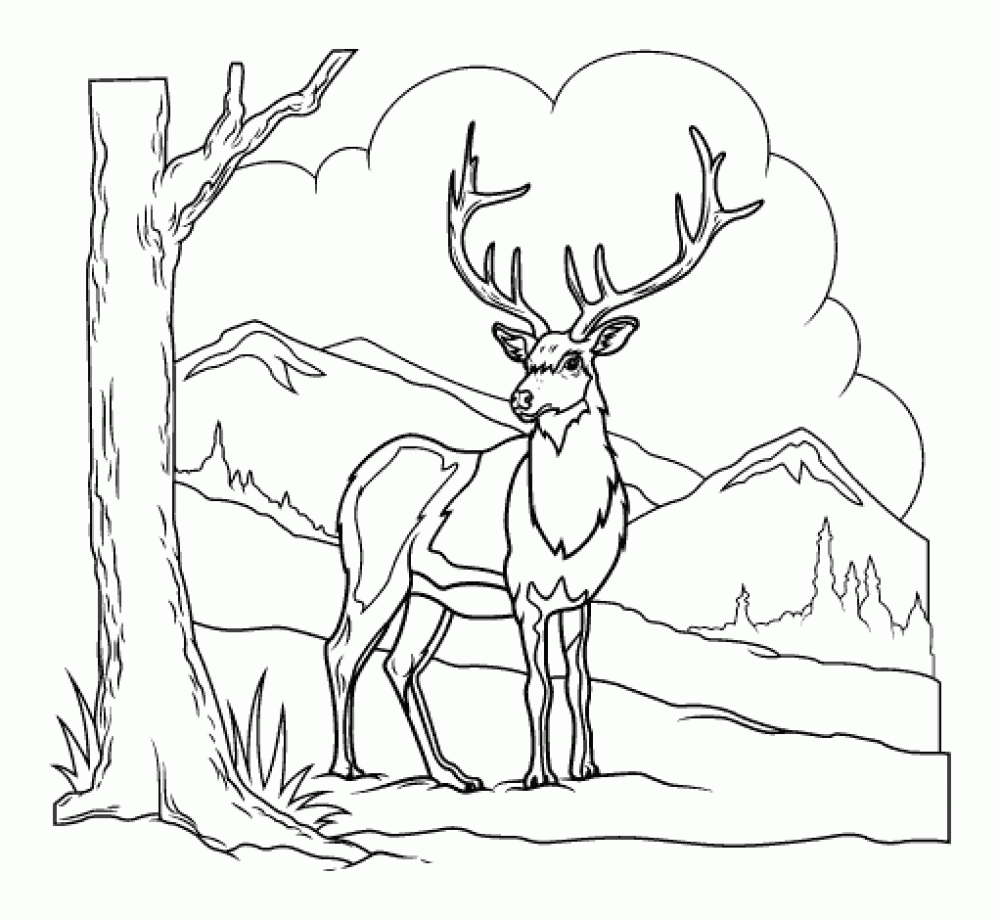 Розмальовки олень лісові тварини