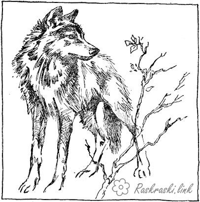 Розмальовки лісові вовк