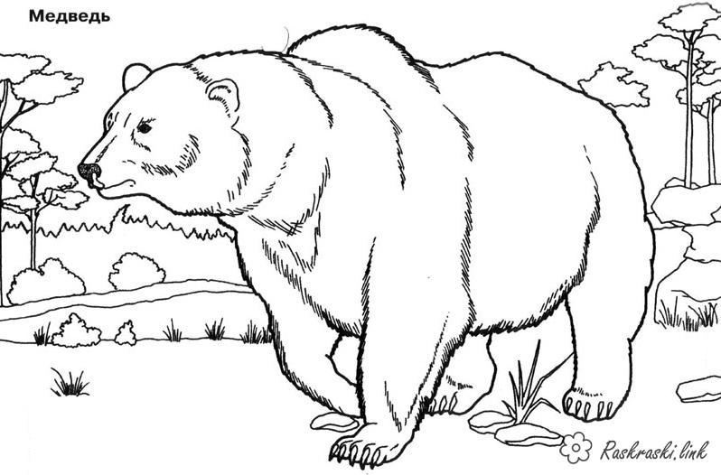 Розмальовки Лісові тварини ведмідь