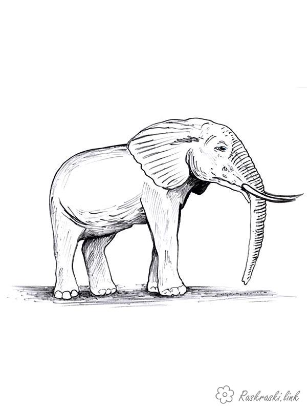 Розмальовки лісові слоник