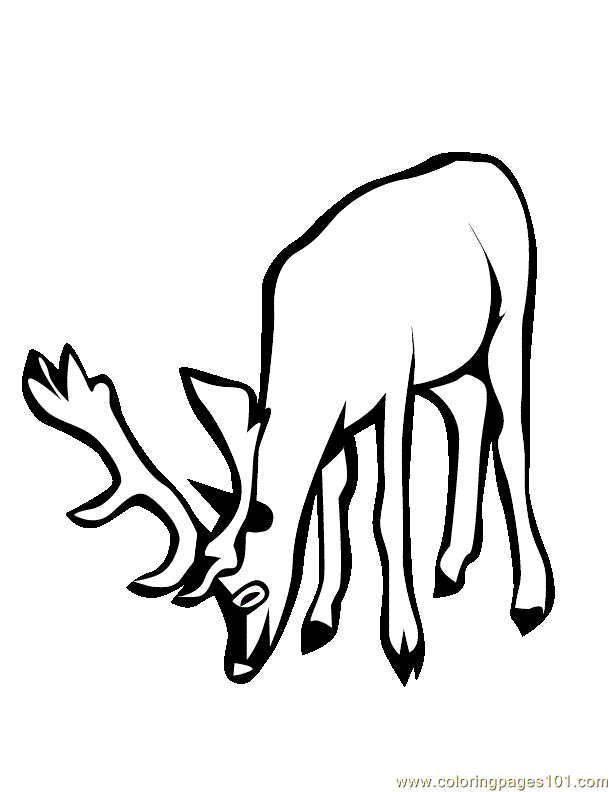 Раскраски Лесные животные олень