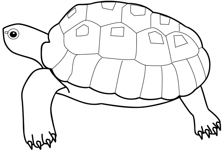 Розмальовки природа Черепаха розфарбування