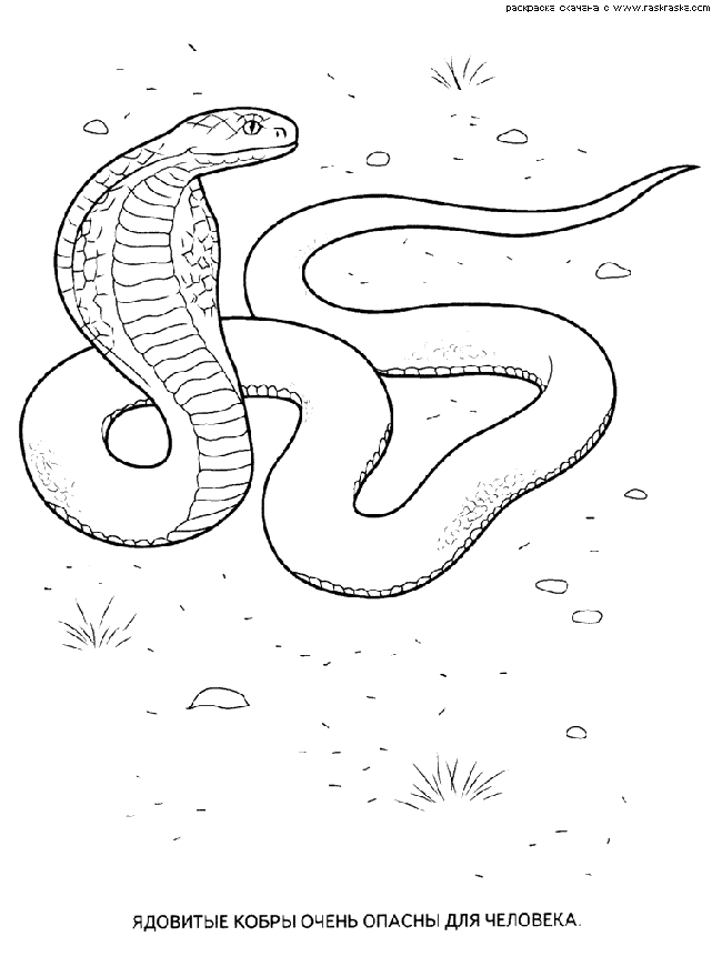 Розмальовки Рептилії розфарбування кобра
