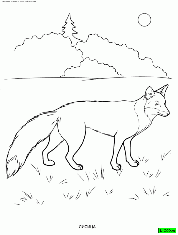 Розмальовки Лісові тварини розмальовки дівіх звірів, для дітей, тварини, лисиця, лісові