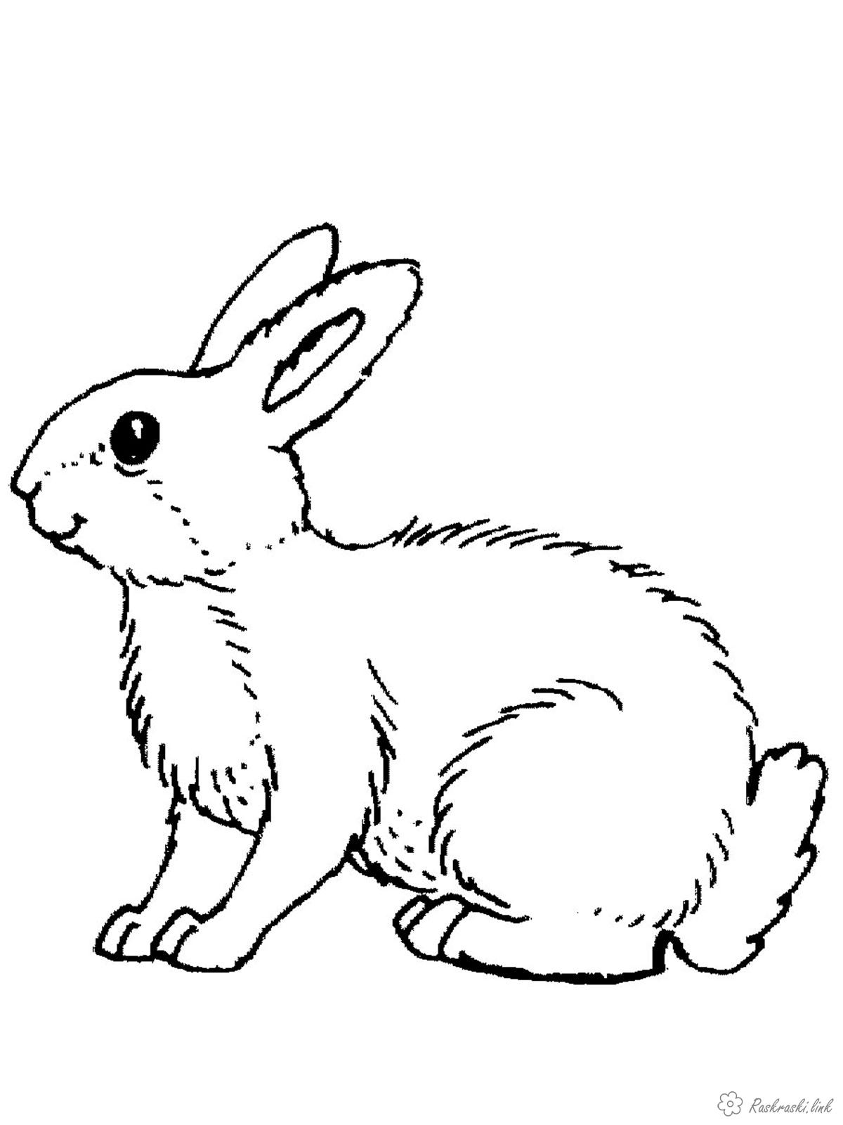 Розмальовки дітей розмальовки для дітей, заєць