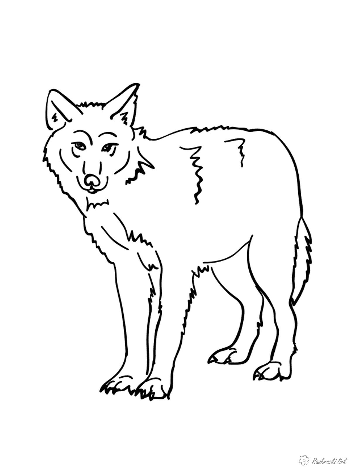 Розмальовки Лісові тварини розфарбування для дітей, звірі, вовки, безкоштовно