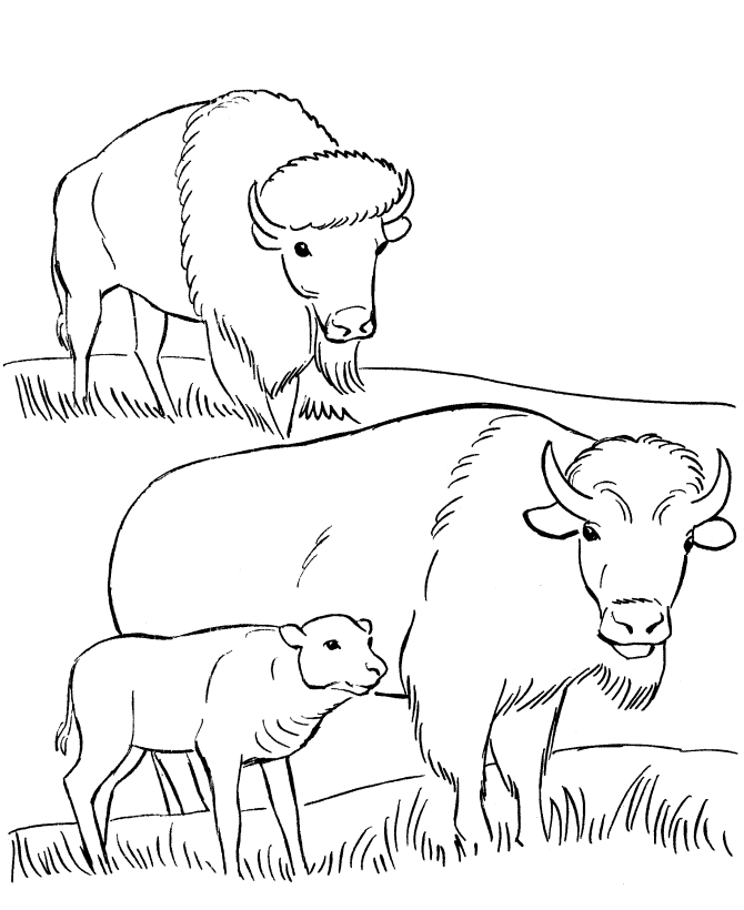 Розмальовки звірі Розмальовка для дітей бізон