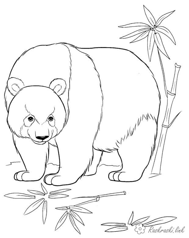 Розмальовки звірі Розмальовки для дітей ведмеді 