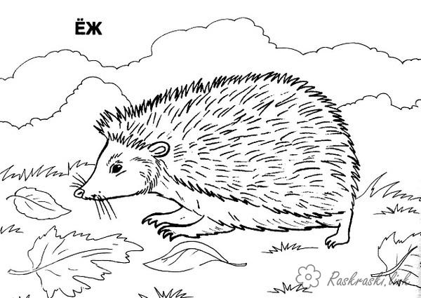 Розмальовки Лісові тварини розмальовки для дітей, тварини, дикі звірі, їжаки