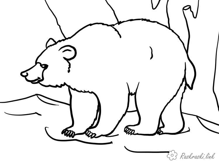 Розмальовки бурий розфарбування, тварини, бурий ведмідь, ведмедик, ліс