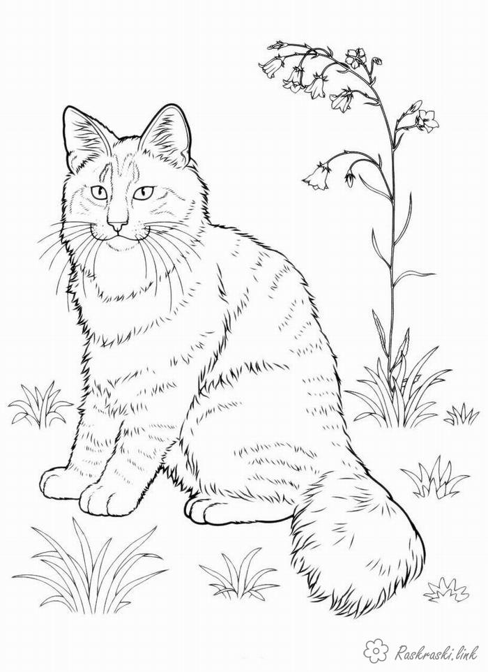 Розмальовки дика Розмальовка дика кішка