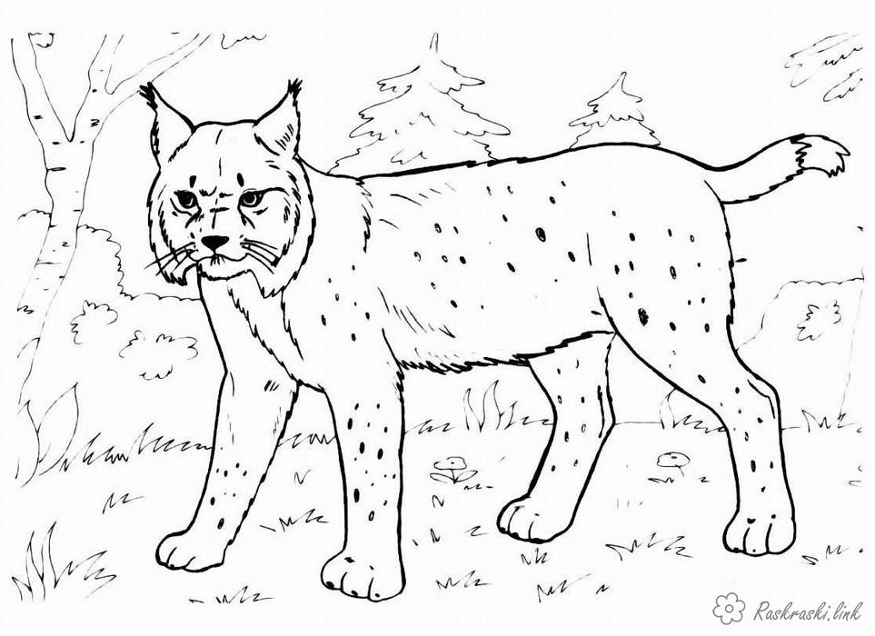Розмальовки тварини дикі кішки, рись, розмальовки, лісові звірі