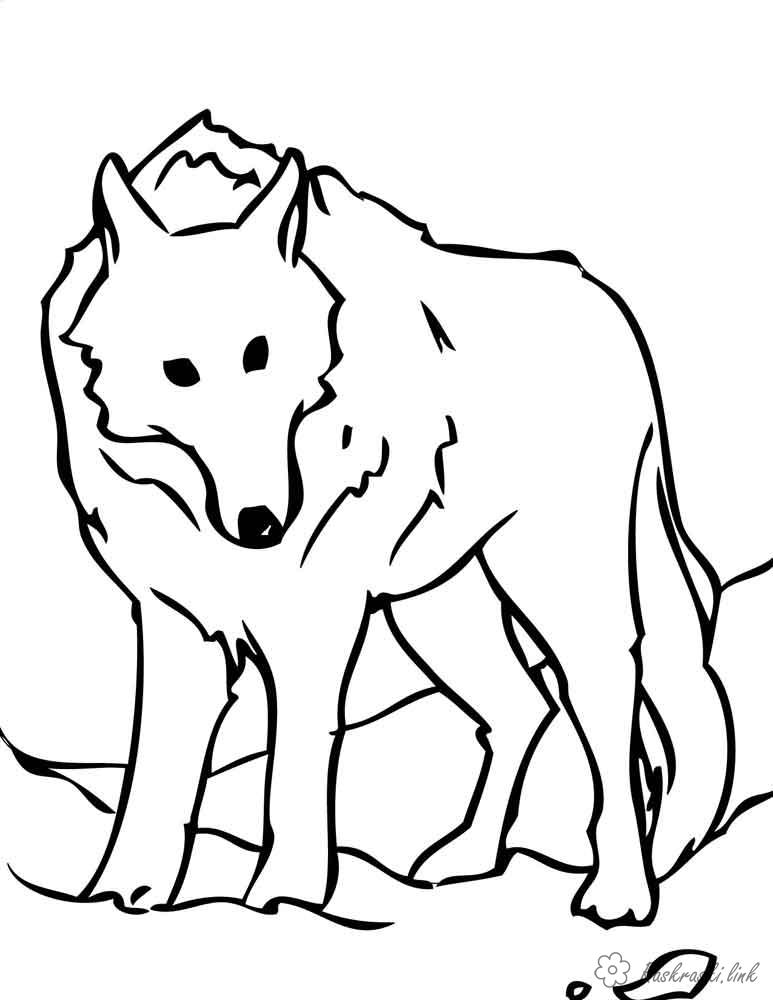 Розмальовки дикі розмальовки для дітей вовки